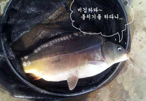 하우스낚시 훌치기아니면 그냥 꽝 입니다 (월척지식 - 전통바닥낚시)