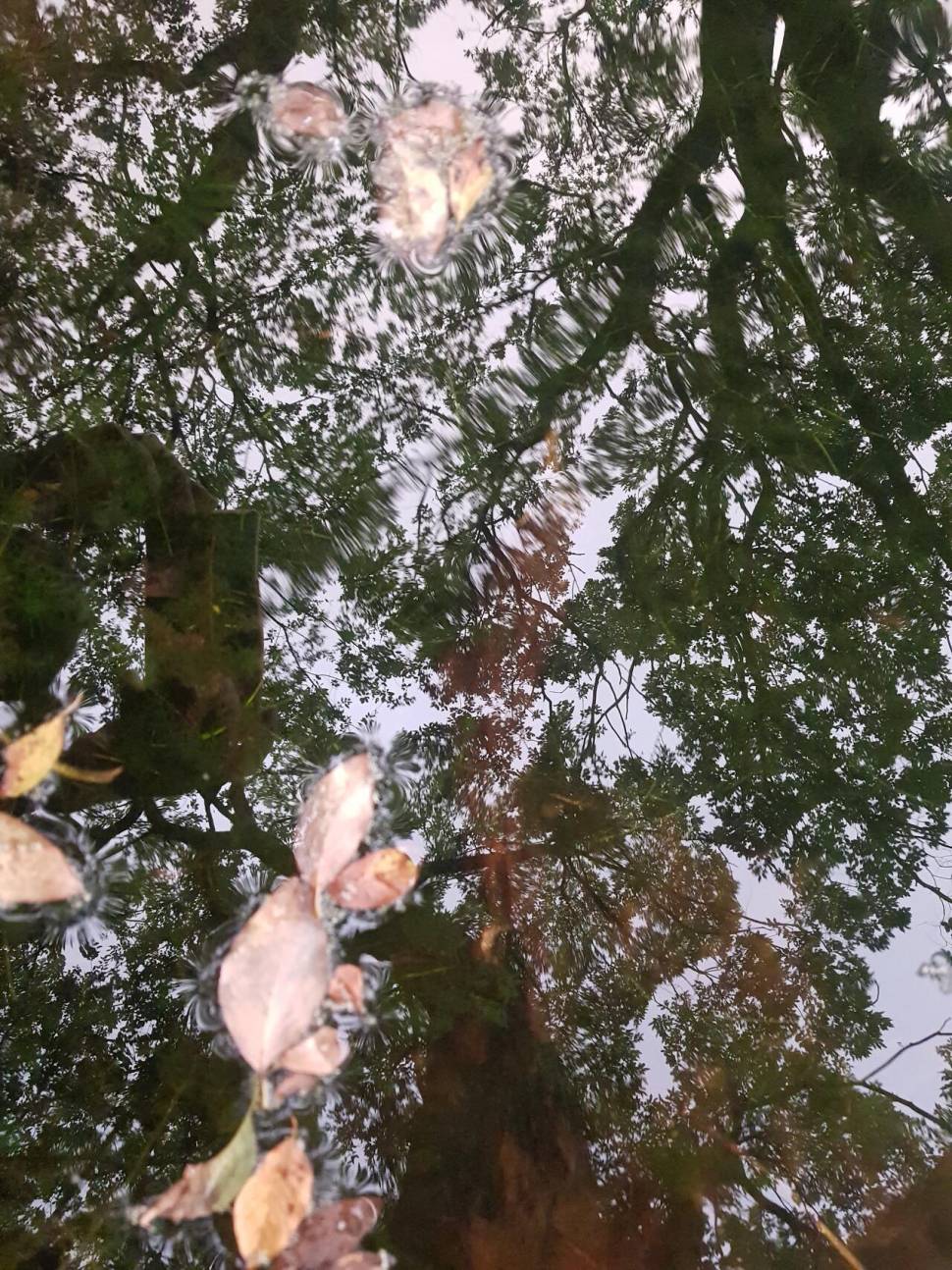 이게 검정말인가요 (월척지식 - 전통바닥낚시)