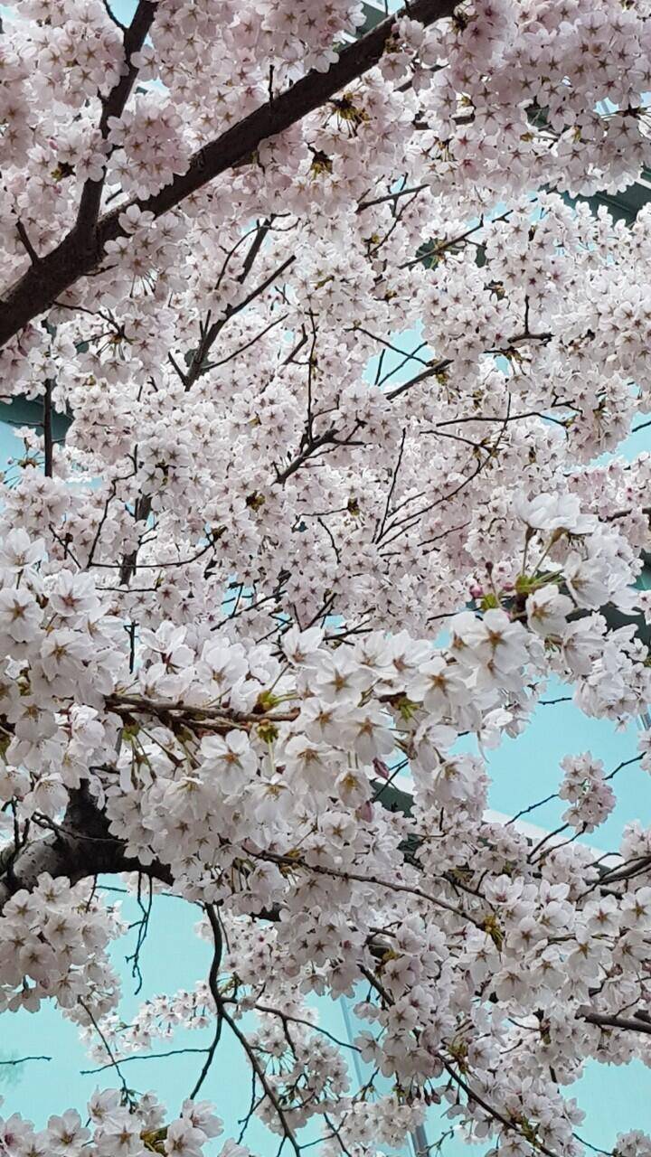 시조회 (커뮤니티 - 추억의조행기)
