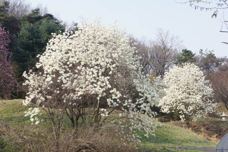 20150411 고삼지 나들이 (커뮤니티 - 추억의조행기)