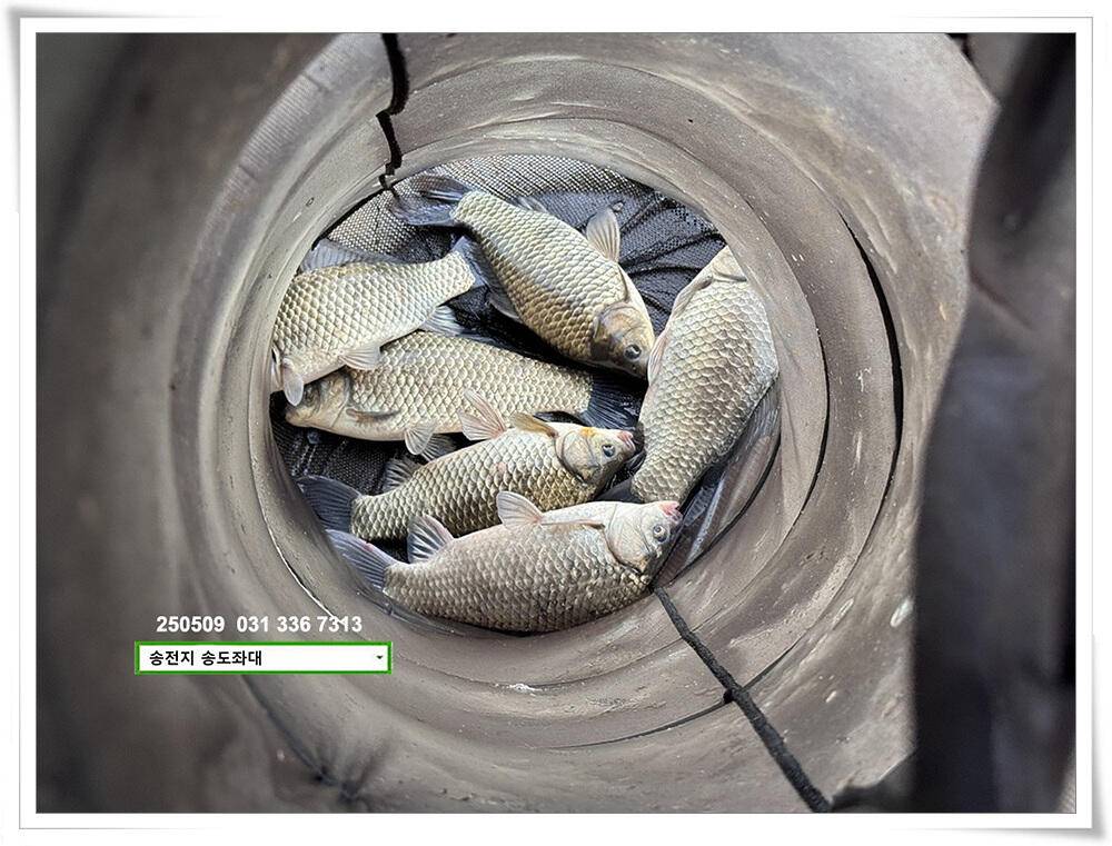 봄 비에 허리급 (유료터정보 - 유료터점주조황)