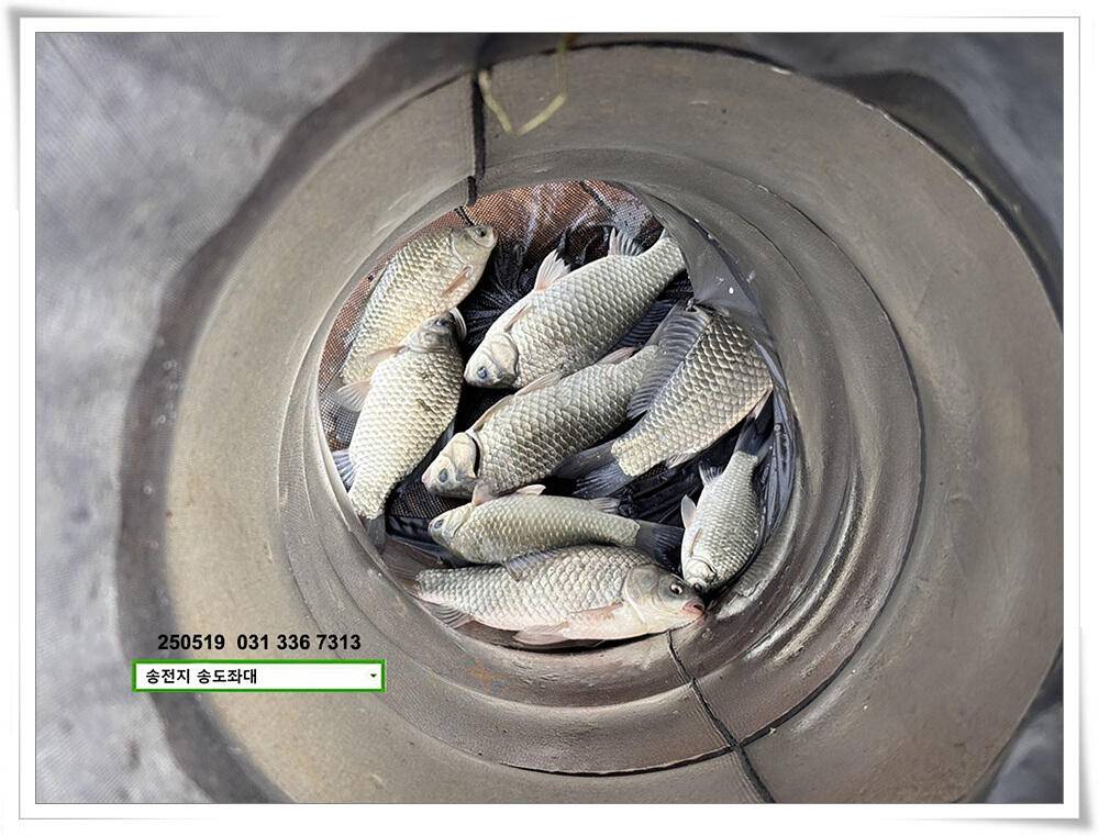 주 초 조황 (유료터정보 - 유료터점주조황)