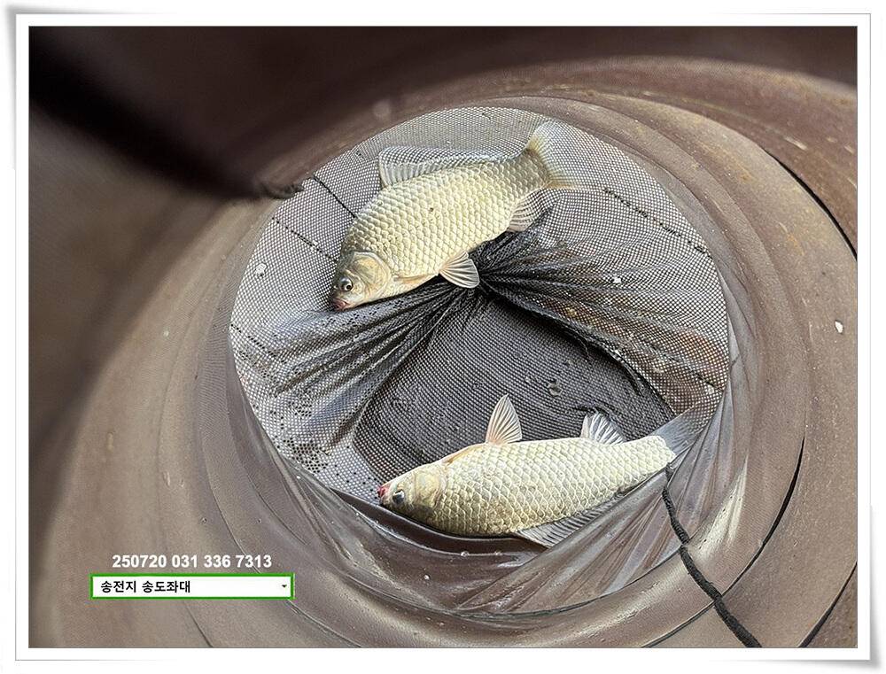 주 초 조황 (유료터정보 - 유료터점주조황)