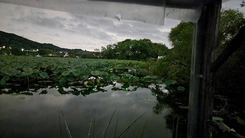 아산 명품 월랑낚시터 9월 세번째 조황소식입니다 (유료터정보 - 유료터점주조황)