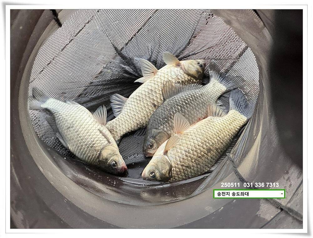 배수기 4짜 (유료터정보 - 유료터점주조황)