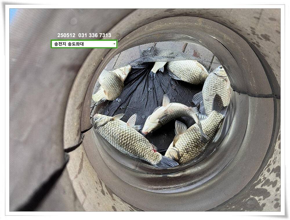 배수기 4짜 (유료터정보 - 유료터점주조황)