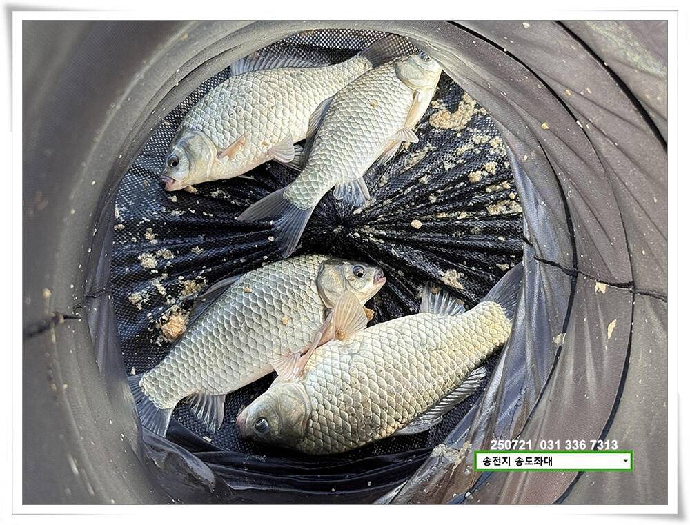 주 초 조황 (유료터정보 - 유료터점주조황)