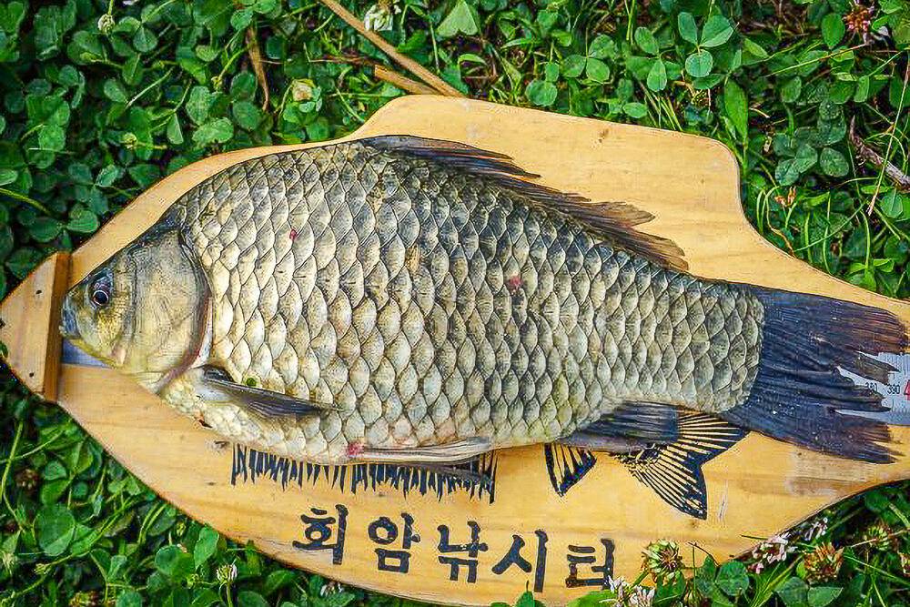 안성 회암낚시터 조황정보 (유료터정보 - 유료터점주조황)