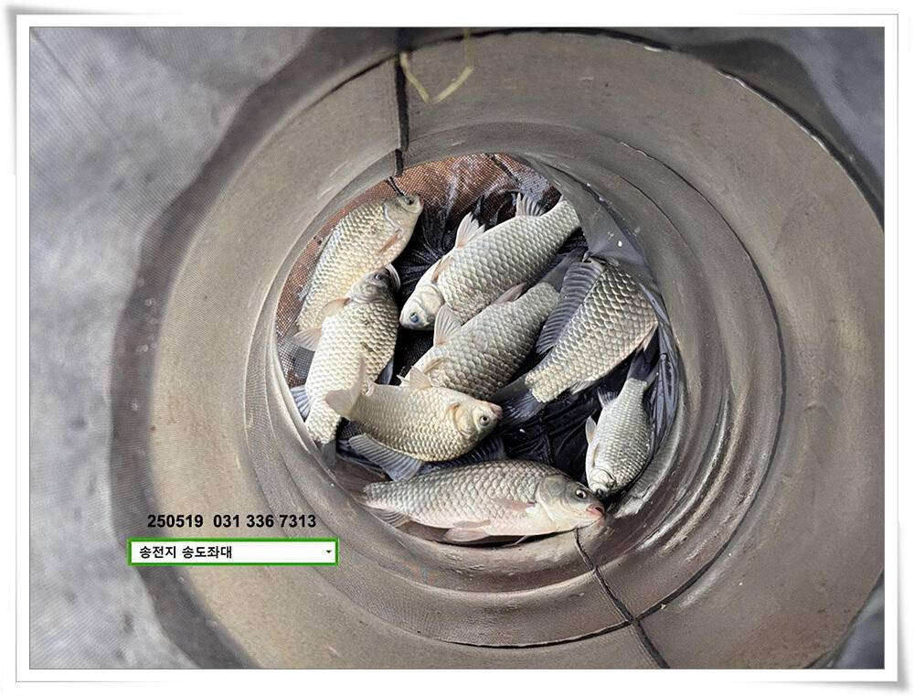 주 초 조황 (유료터정보 - 유료터점주조황)