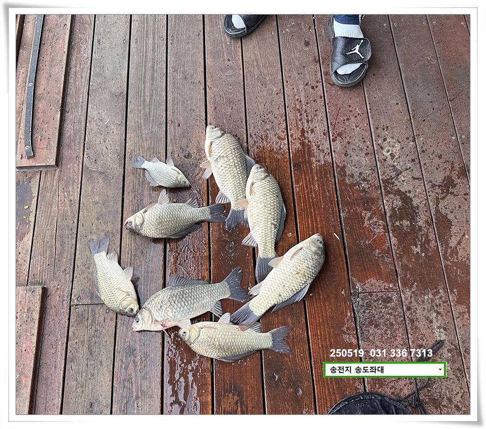 주 초 조황 (유료터정보 - 유료터점주조황)