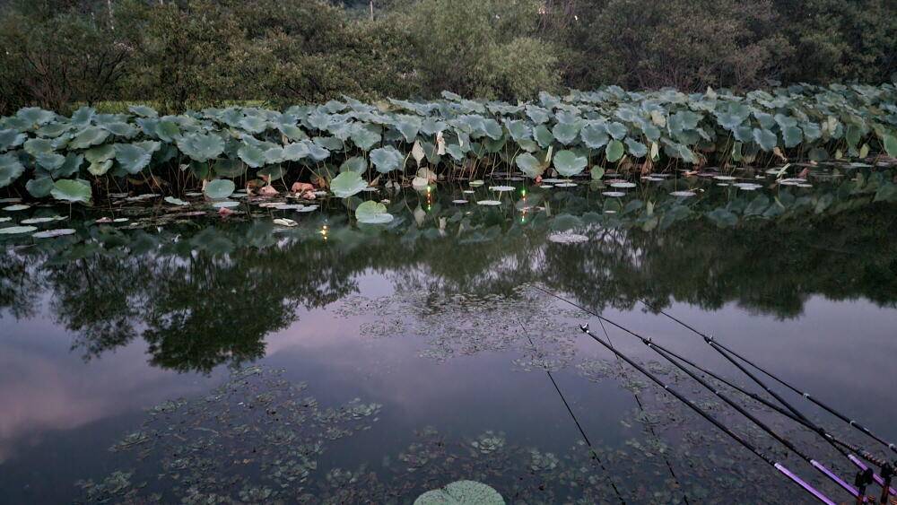 아산 명품 월랑낚시터 9월 두번째 조황소식입니다 (유료터정보 - 유료터점주조황)
