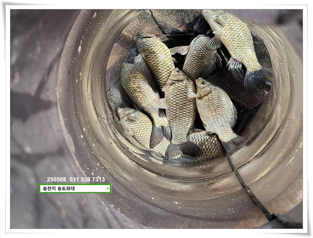 막바지 산란 (유료터정보 - 유료터점주조황)