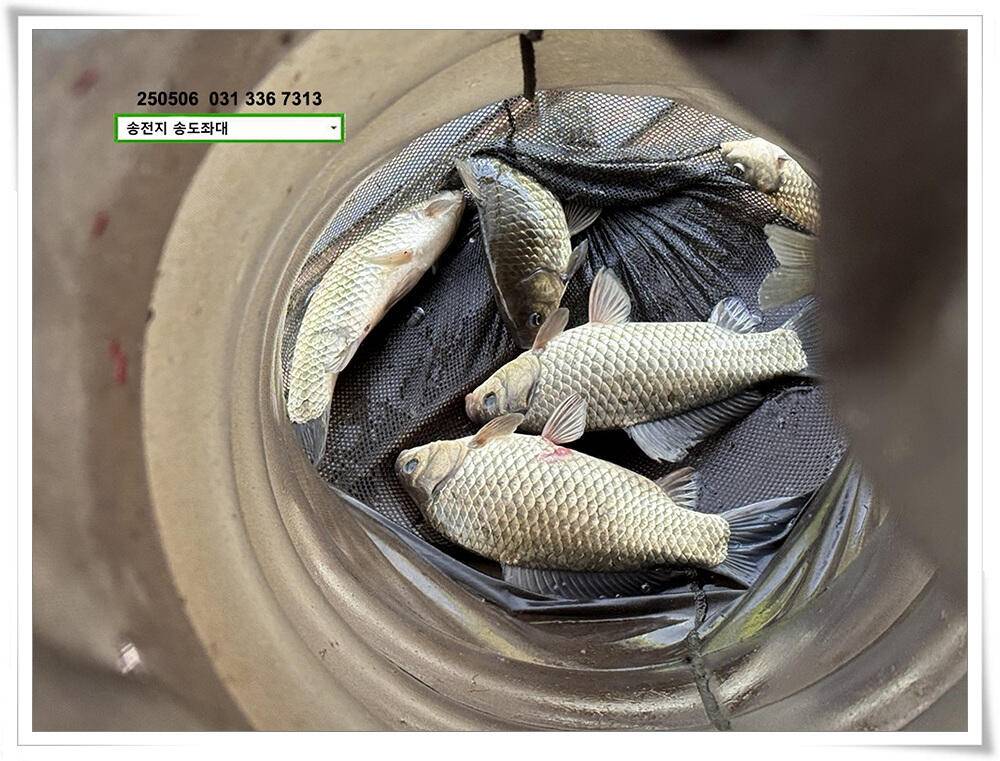 연휴 조황 (유료터정보 - 유료터점주조황)