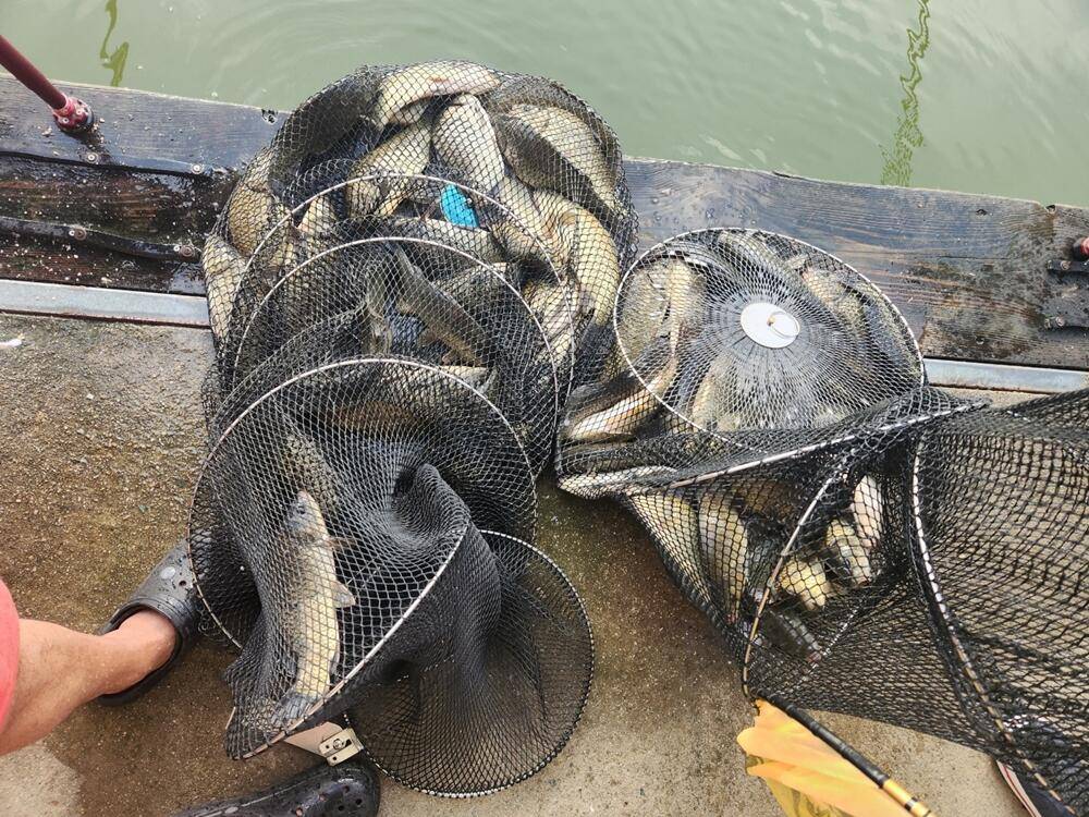 반제지조황과 안성시낚시통제구역지정조례안반발에 집회예고 (유료터정보 - 유료터점주조황)