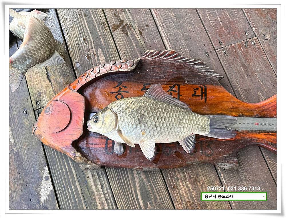 주 초 조황 (유료터정보 - 유료터점주조황)