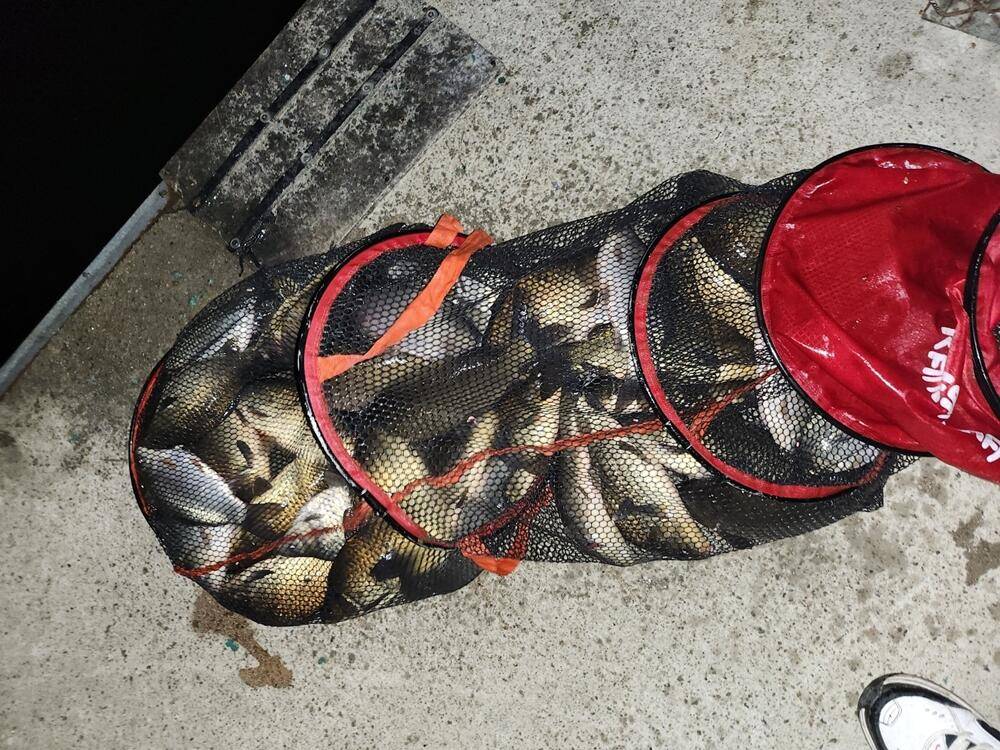 유료터정보 > 유료터점주조황 > 반제낚시터 주말조황정보입니다 유료터정보 > 유료터점주조황 > 반제낚시터 주말조황정보입니다 