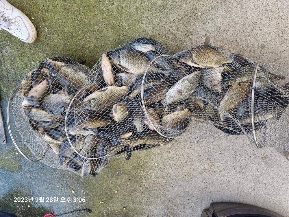 반제낚시터 조황정보입니다 (유료터정보 - 유료터점주조황)