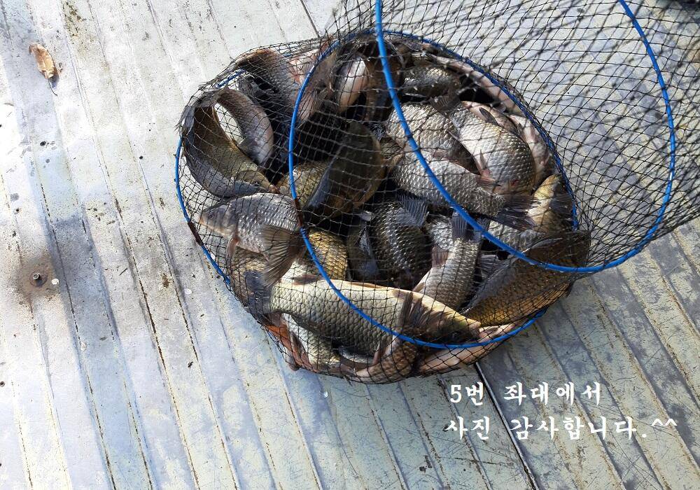 아산신수지 11월 둘째 주말 화보입니다 (유료터정보 - 유료터점주조황)