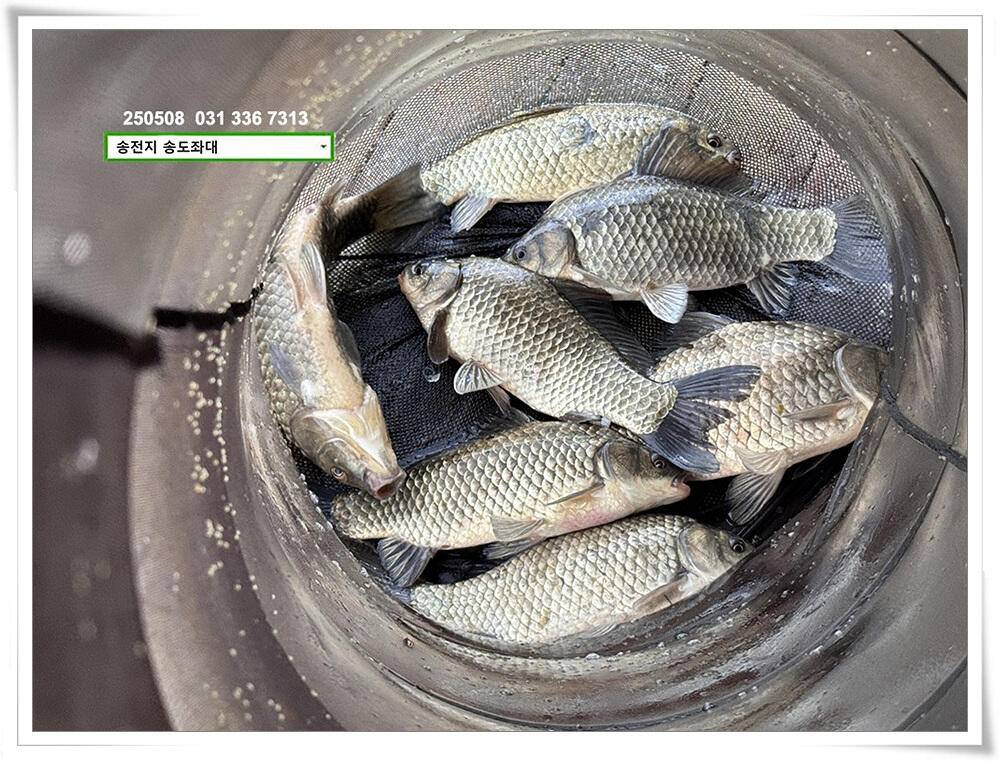 막바지 산란 (유료터정보 - 유료터점주조황)