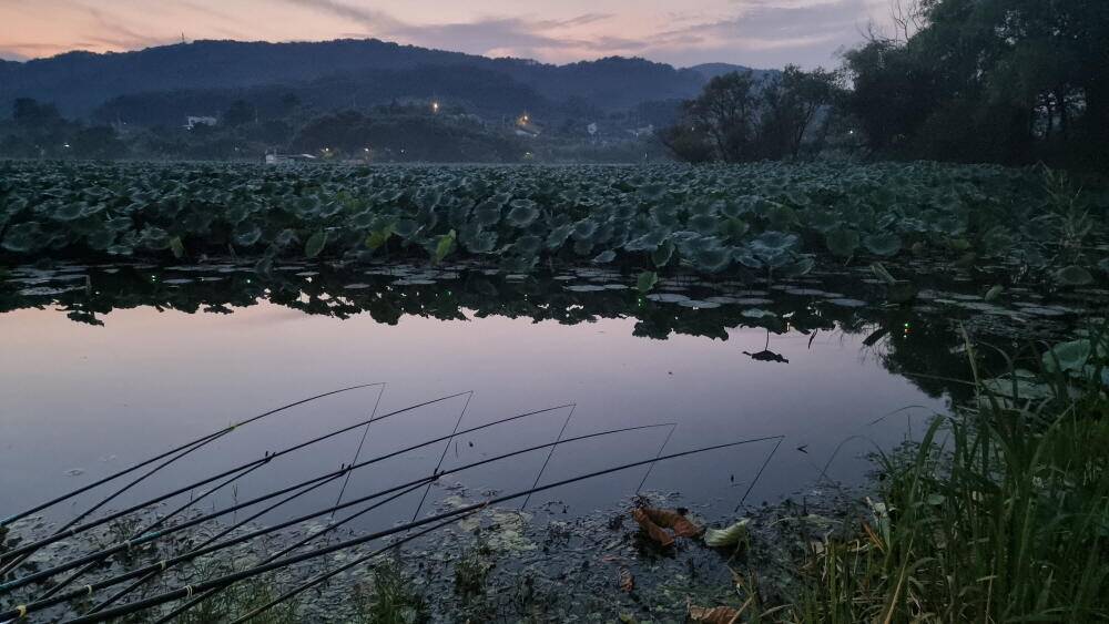 아산 명품 월랑낚시터 9월 두번째 조황소식입니다 (유료터정보 - 유료터점주조황)