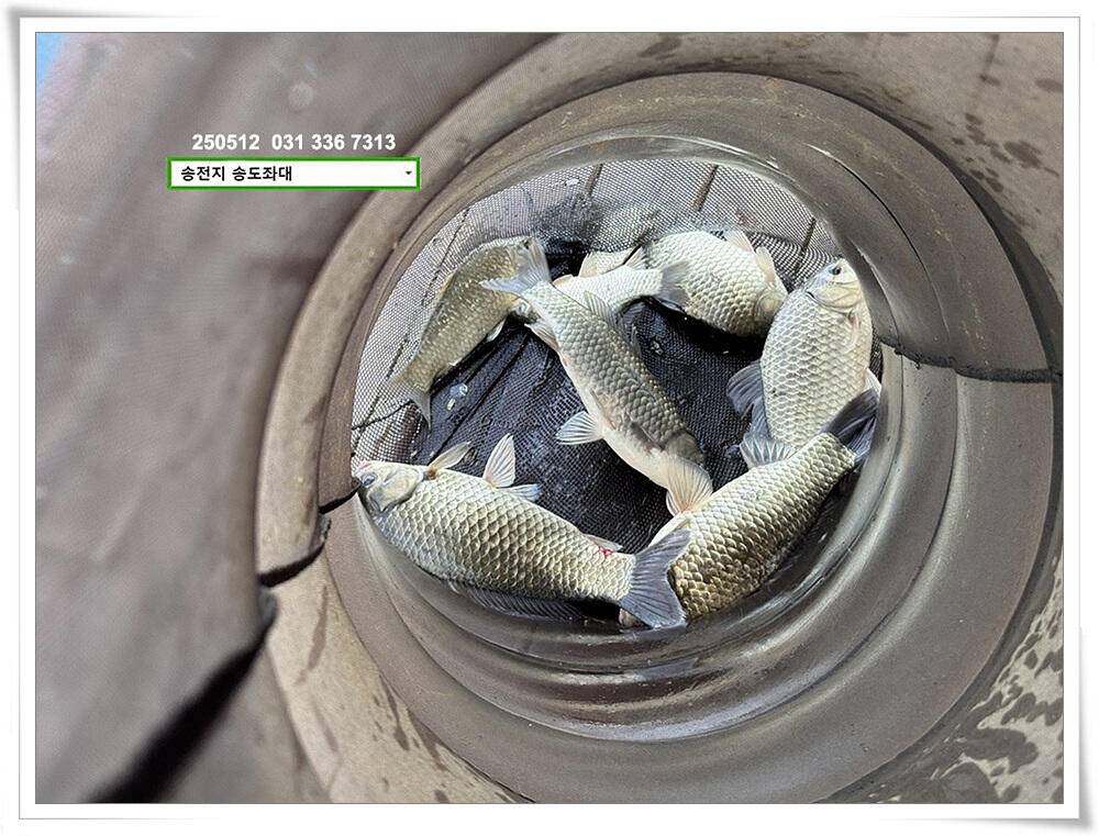 배수기 4짜 (유료터정보 - 유료터점주조황)