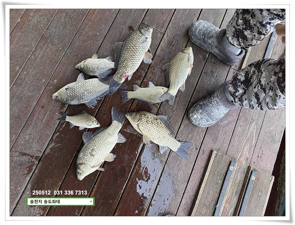 배수기 4짜 (유료터정보 - 유료터점주조황)