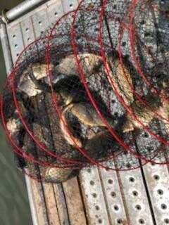 양평 수곡낚시터 5월 첫주말 조황 붕어방류 안내 (유료터정보 - 유료터점주조황)