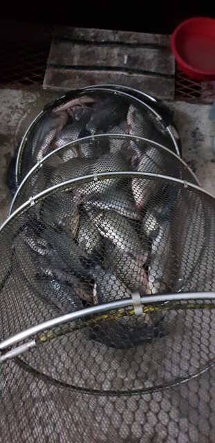 fish_pay_28c37_024710_51632.jpg
