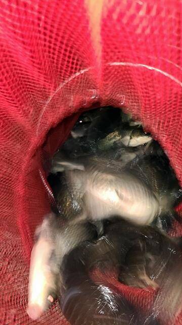 반제지 골고루 대박조황 5월22일아침조황스케치 (유료터정보 - 유료터점주조황)