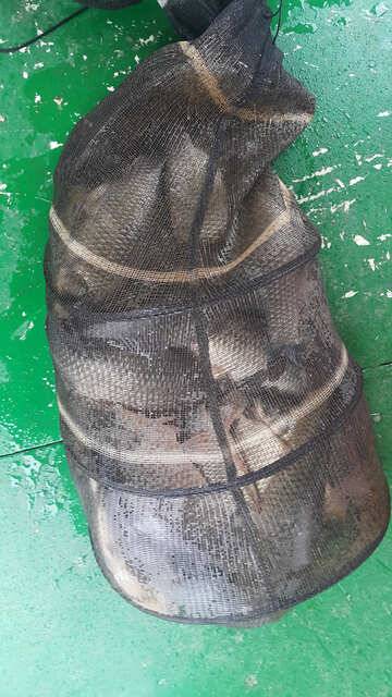 물 맑고 힘 좋은 용인 삼인 낚시터 (유료터정보 - 유료터점주조황)