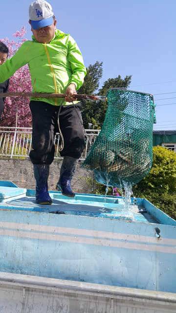 물 맑고 힘 좋은 용인 삼인 낚시터 (유료터정보 - 유료터점주조황)