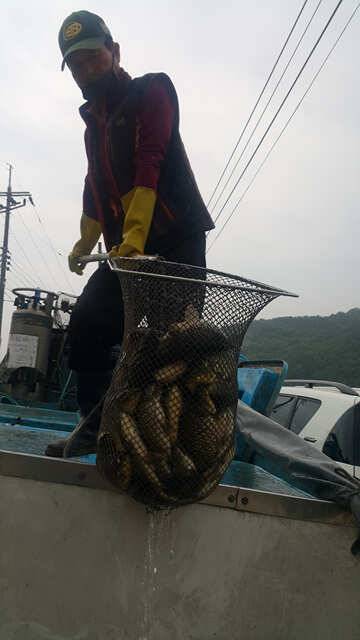 물 맑고 힘 좋은 용인 삼인 낚시터 주말 조황 (유료터정보 - 유료터점주조황)