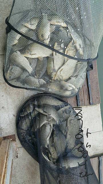 최고의수질 최상의 손맛용인 삼인낚시터 (유료터정보 - 유료터점주조황)