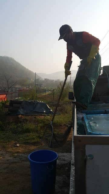 물 맑고 힘 좋은 용인 삼인 낚시터 (유료터정보 - 유료터점주조황)