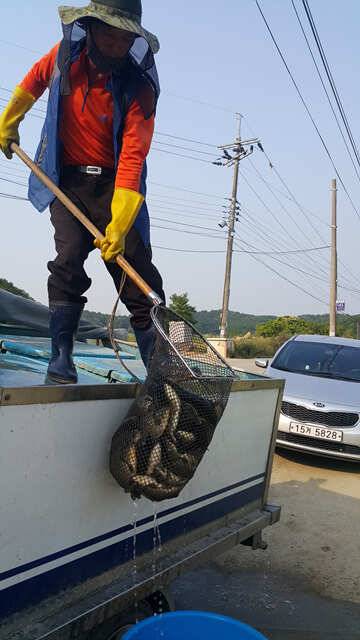 물맑고 힘좋은 용인 삼인낚시터 주말 대박 조황 (유료터정보 - 유료터점주조황)