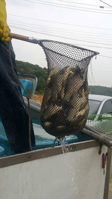 물 맑고 힘 좋은 용인 삼인 낚시터 주말 조황 (유료터정보 - 유료터점주조황)