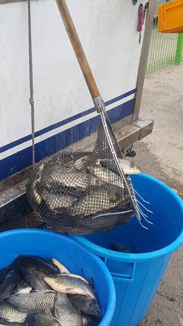 물 맑고 힘 좋은 용인 삼인 낚시터 주말 조황 (유료터정보 - 유료터점주조황)
