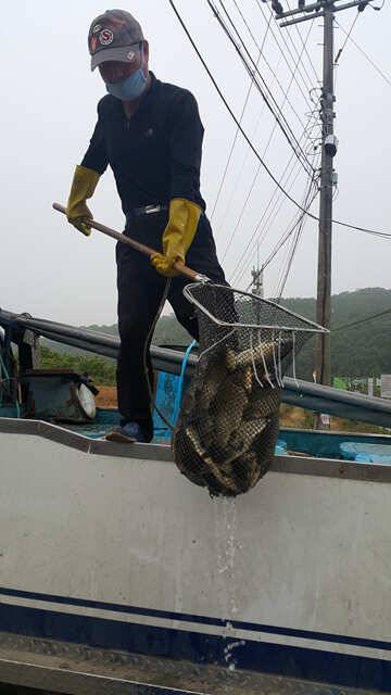 물 맑고 힘 좋은 용인 삼인 낚시터 주말 조황 (유료터정보 - 유료터점주조황)