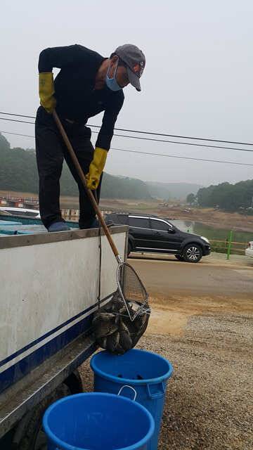 물 맑고 힘 좋은 용인 삼인 낚시터 주말 조황 (유료터정보 - 유료터점주조황)