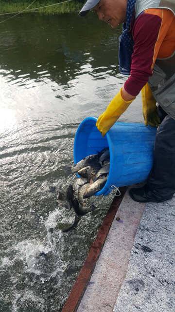 fish_pay_24ec6_125701_77908.jpg