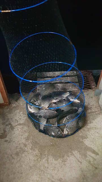 물 맑고 힘 좋은 용인 삼인 낚시터 조황용인 삼인낚시터 (유료터정보 - 유료터점주조황)