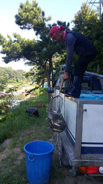 물 맑고 힘 좋은 용인 삼인 낚시터 조황용인 삼인낚시터 (유료터정보 - 유료터점주조황)