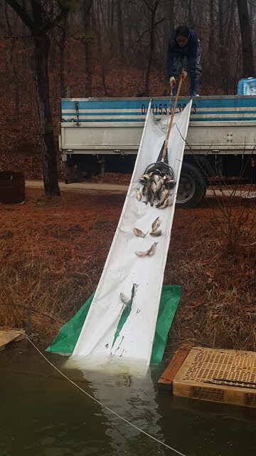 개장전 붕어 대량방류3월17일개장용인 삼인낚시터 (유료터정보 - 유료터점주조황)