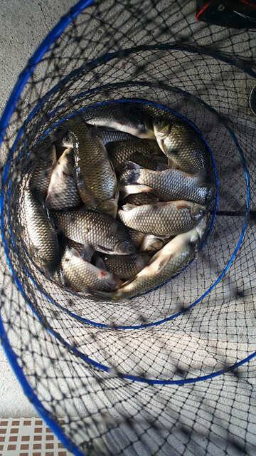 fish_pay_e5391_031950_83265.jpg