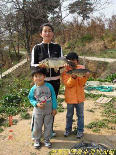 역시 많은 개체와 자연의 힘으로 자란 붕어녀석들 이제 다 올라옵니다 (유료터정보 - 유료터점주조황)