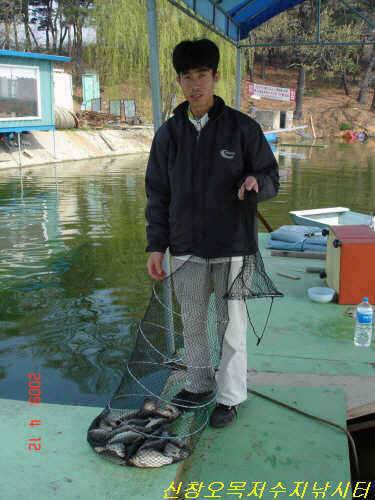 역시 많은 개체와 자연의 힘으로 자란 붕어녀석들 이제 다 올라옵니다 (유료터정보 - 유료터점주조황)