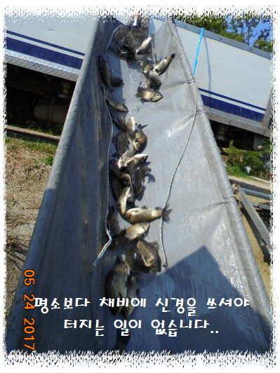 도ㅛ심속의 작은 쉼터 화성 관리 낚시터입니다좋습니다 (유료터정보 - 유료터점주조황)