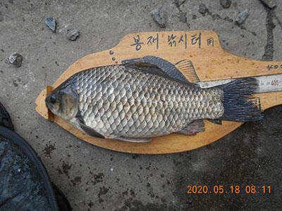 봉재낚시터 5월 18일 월 조황 (유료터정보 - 유료터점주조황)