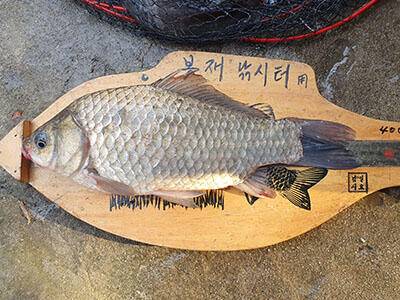 봉재낚시터 3월 13일 토 조황 (유료터정보 - 유료터점주조황)