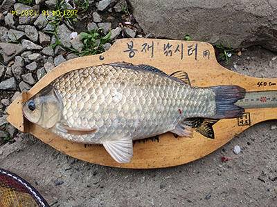봉재낚시터 4월 16일 금 조황 (유료터정보 - 유료터점주조황)